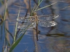 Anax ephippiger female-2271